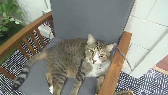 What it's like at the Deland Cat Caf�