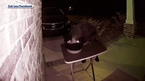The most polite bear trick-or-treating in Florida