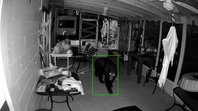 Bears wreak havoc on Leesburg home