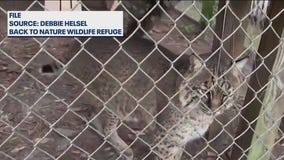 Bobcats on the prowl in DeBary neighborhood
