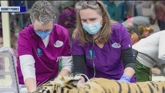 Up close look at Disney World's animal care