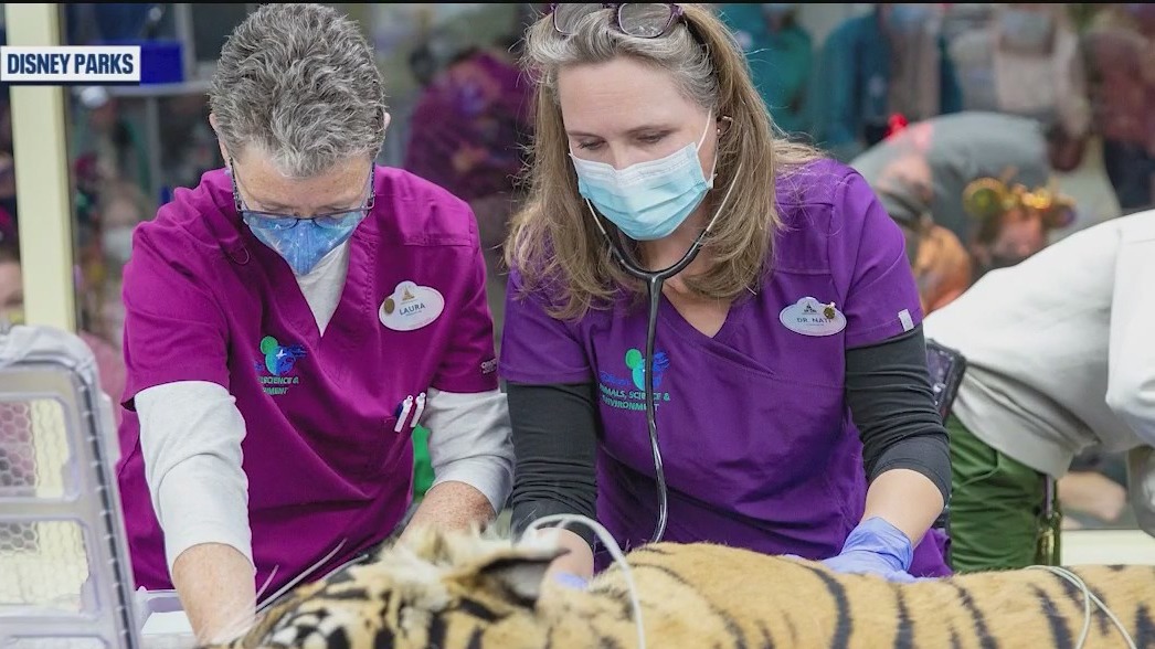 Up close look at Disney World's animal care