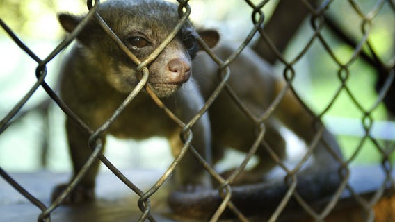What is a kinkajou?