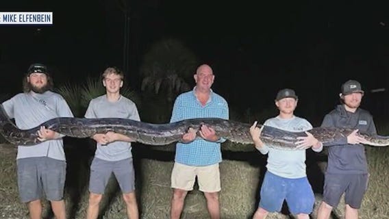 Florida's second-heaviest python taken down