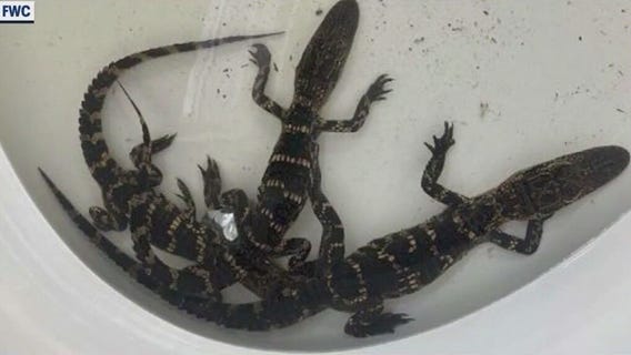 5 alligators found in Florida man's bathtub
