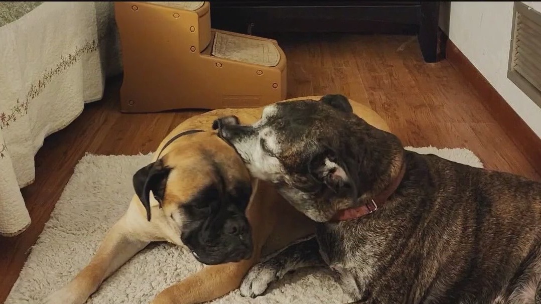 Service dogs die in house fire