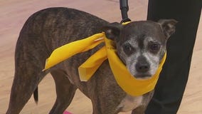 Adopt A Pet: Meet Farrakhan