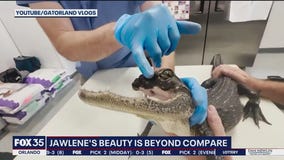 Jawlene, the jawless alligator, getting stronger
