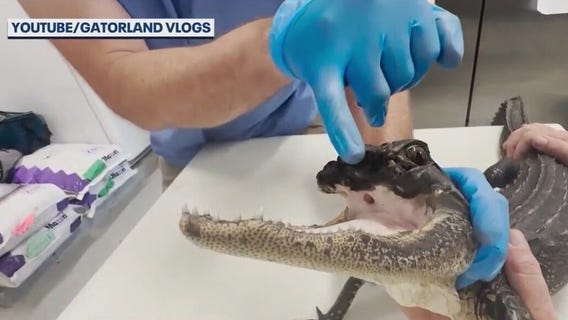Update on Gatorland's 'Jawlene'