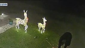 Bear knocks over reindeer decorations