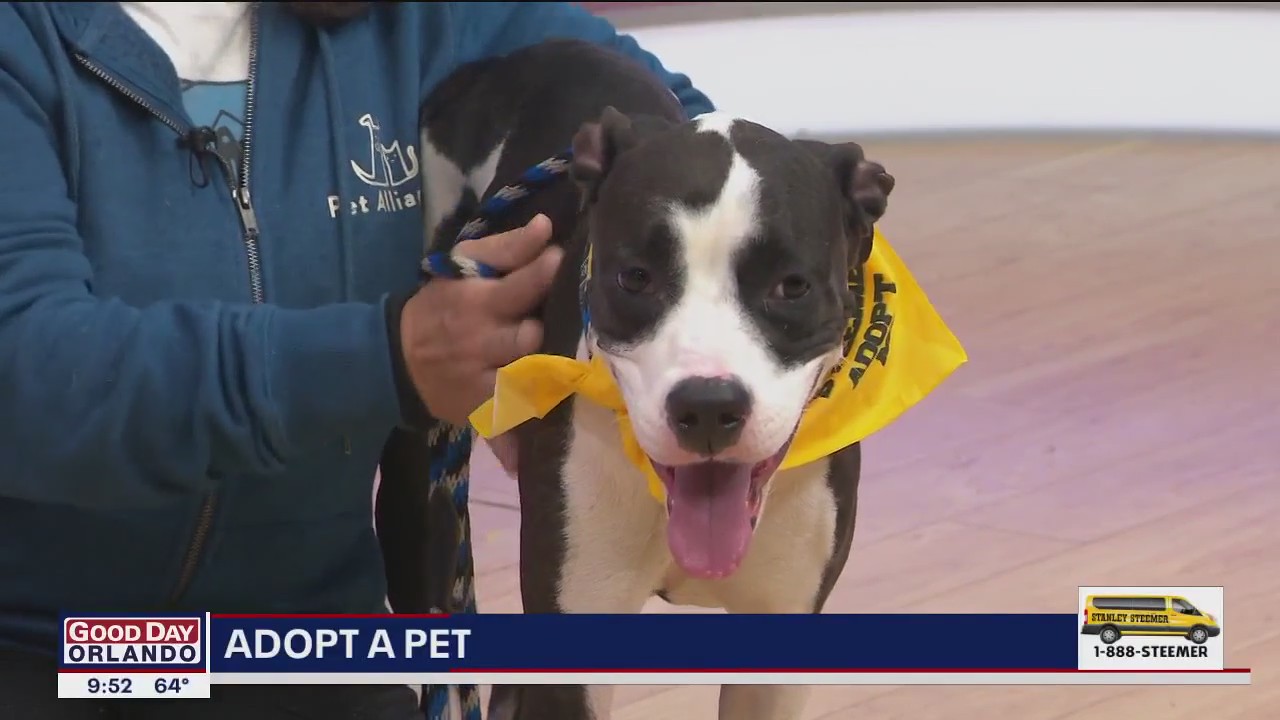 Adopt-A-Pet: Meet Jilly