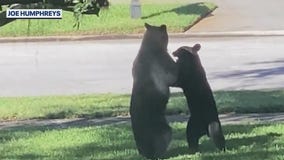 Bill would make it legal to kill bears