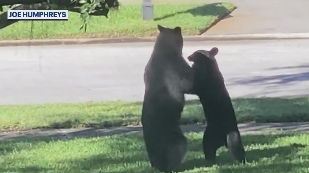 Bill would make it legal to kill bears