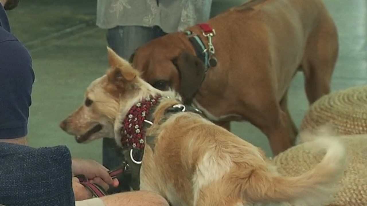 Dog-friendly workplaces