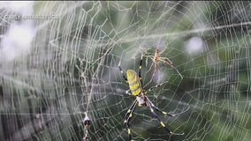 'These spiders aren't out to get you!'