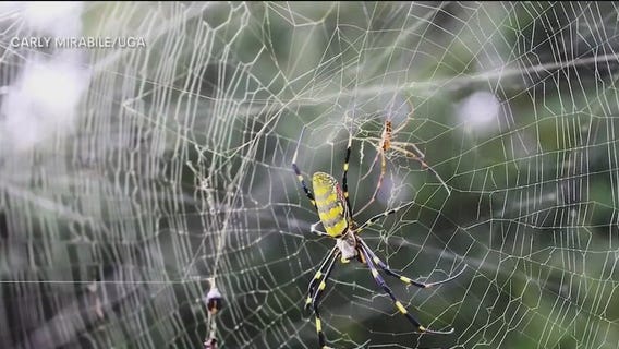 'These spiders aren't out to get you!'