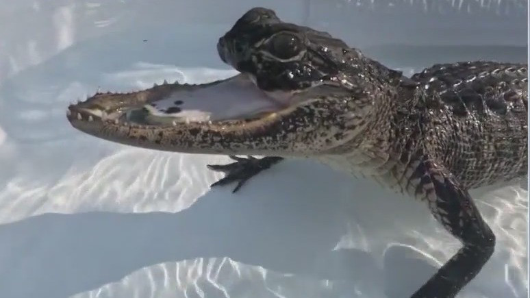 'Jawlene' to meet the public at Gatorland
