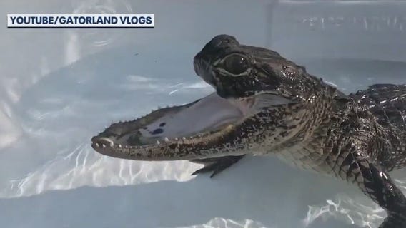 Checking in on Jawlene at Gatorland