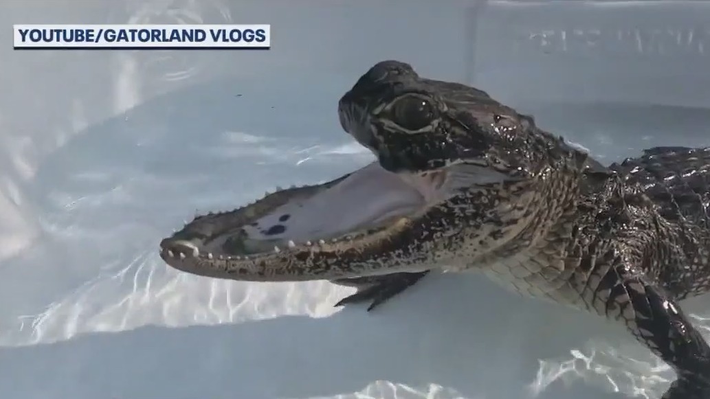 Checking in on Jawlene at Gatorland