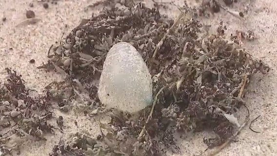 Rough seas not only concern for Florida coast