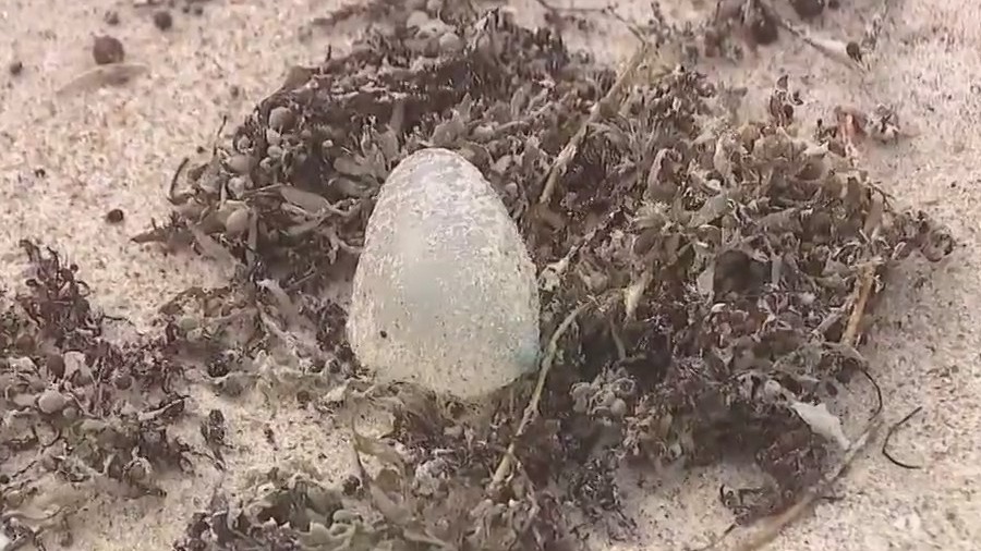 Rough seas not only concern for Florida coast