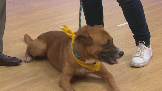 Adopt-A-Pet: Meet Guy