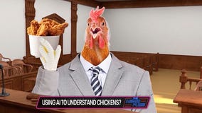 The News Fuse: Should we communicate with chickens?