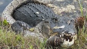 Woman recalls capturing gator vs. python fight