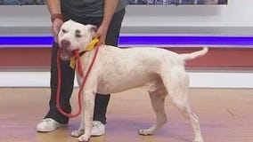 Adopt-A-Pet: Meet Ice