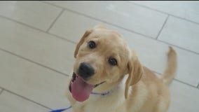 Meet Foxy, FOX 35's service dog in training