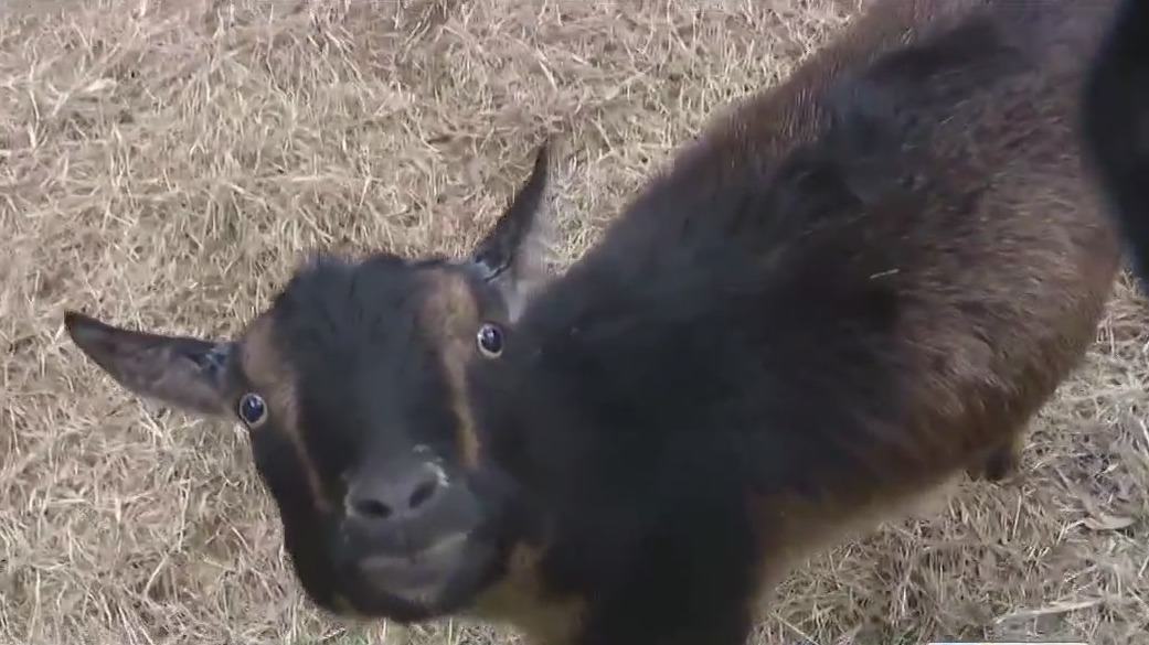 You can play with baby goats at this Florida farm