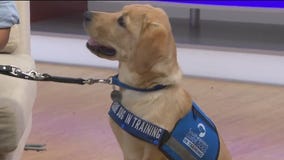 'Foxy' makes her debut on 'Good Day Orlando'