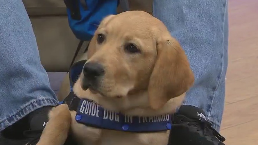 Update on 'Foxy' our future service dog