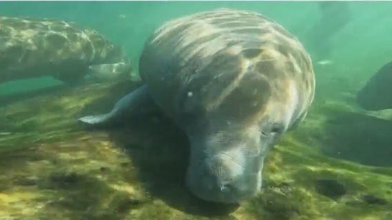 Swimming with manatees in Crystal River