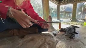 Gatorland gives update on 'Jawlene'