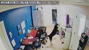 Dog escapes kennel, tries to free friends