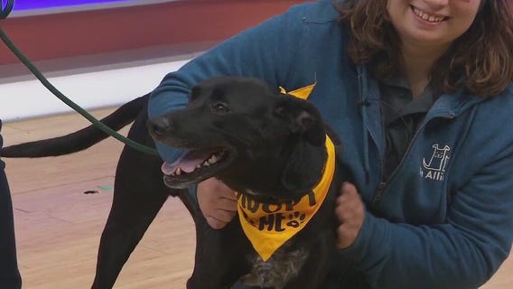 Adopt-A-Pet: Meet Billy