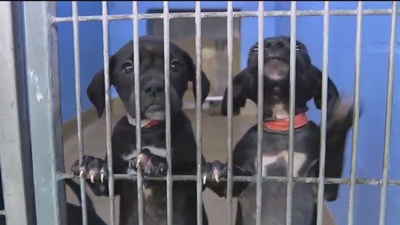 Orange County animal shelter dealing with overflow