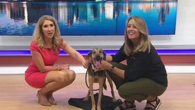 Adopt-A-Pet: Meet Grover