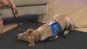 Foxy socializes with other animals