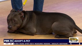 Adopt-A-Pet: Meet Tek