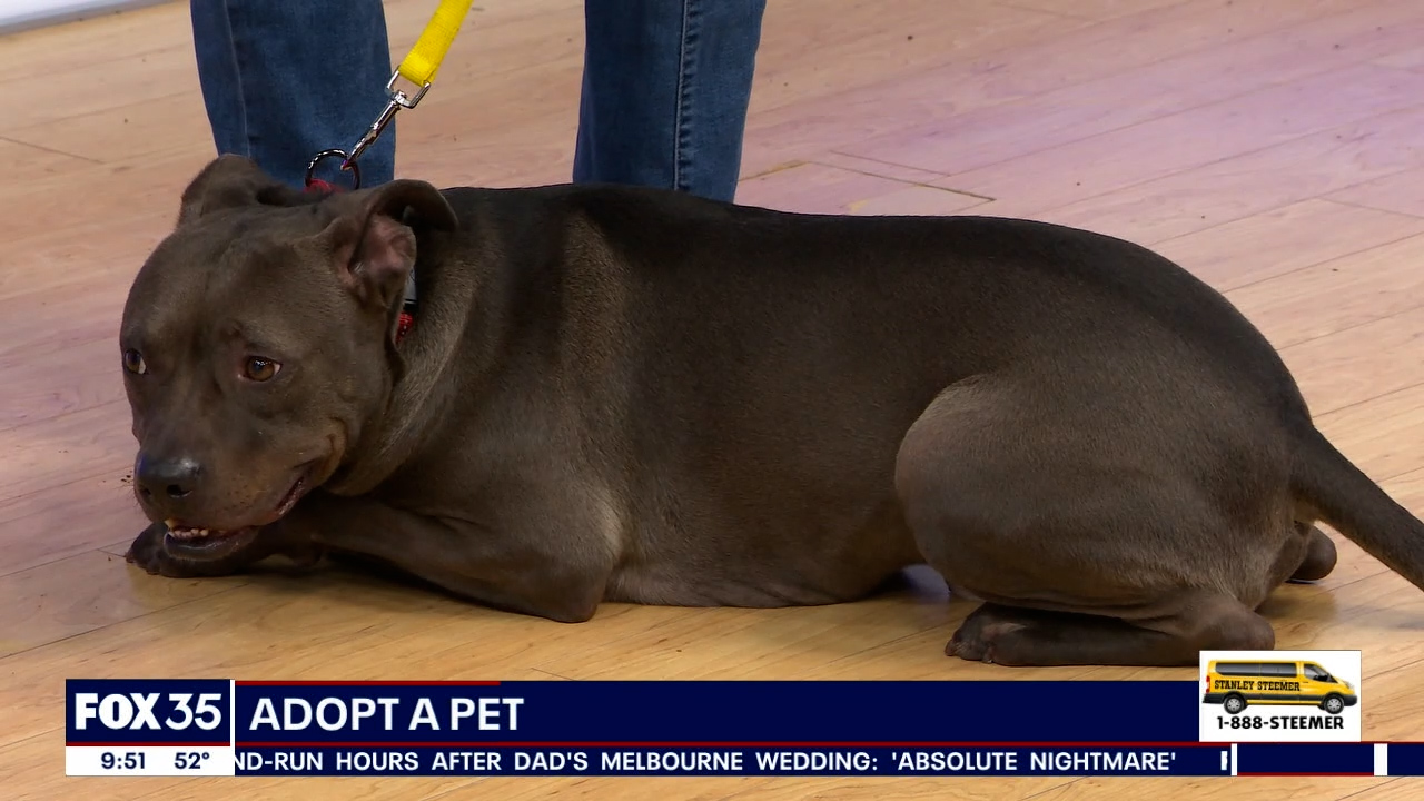 Adopt-A-Pet: Meet Tek