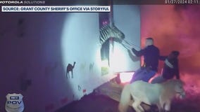 Zebra, camels, mini-horse 'Sebastian' rescued