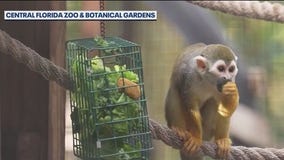 3 squirrel monkeys arrive at Central Florida Zoo