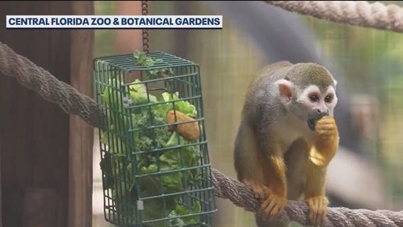 3 squirrel monkeys arrive at Central Florida Zoo