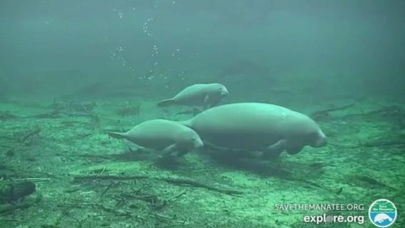 Manatee Festival 2024 kicks off this weekend