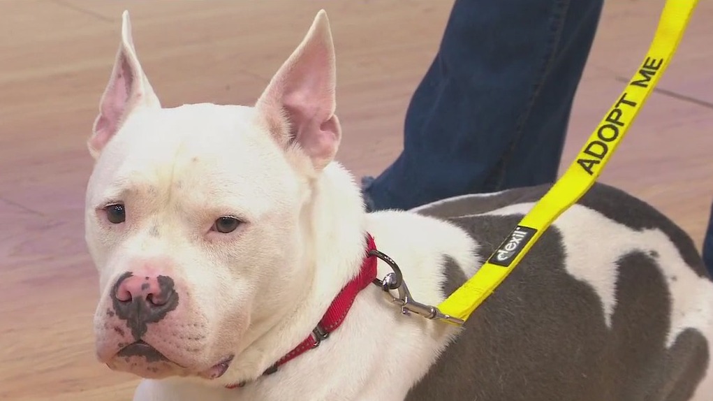 Adopt-A-Pet: Meet Thor