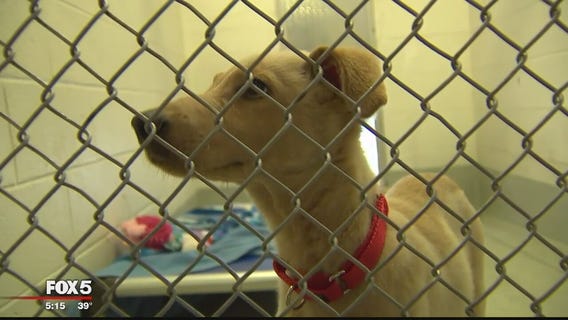Virginia bill would make it a felony to abuse pets