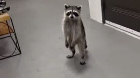 Raccoons hijack Florida woman's DoorDash order