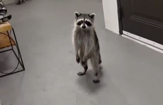 Raccoons hijack Florida woman's DoorDash order